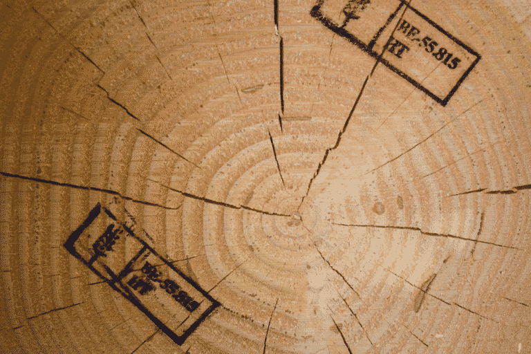 Close-up van dwarsdoorsnede van boomstam met ISPM15 HT-stempel, gecertificeerd hout voor export bij Ligna Hout